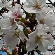 ヒメ日記 2026/03/31 14:15 投稿 斉藤恵 セレブショップ新宿（東京ハレ系）