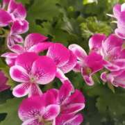 ヒメ日記 2026/04/01 06:00 投稿 斉藤恵 セレブショップ新宿（東京ハレ系）