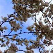 ヒメ日記 2026/04/03 06:00 投稿 斉藤恵 セレブショップ新宿（東京ハレ系）