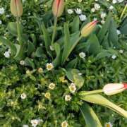 ヒメ日記 2026/04/04 07:22 投稿 斉藤恵 セレブショップ新宿（東京ハレ系）