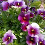 ヒメ日記 2026/04/04 10:31 投稿 斉藤恵 セレブショップ新宿（東京ハレ系）