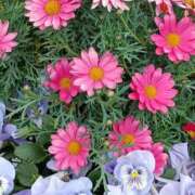 ヒメ日記 2026/04/04 16:45 投稿 斉藤恵 セレブショップ新宿（東京ハレ系）