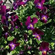 ヒメ日記 2026/04/04 22:44 投稿 斉藤恵 セレブショップ新宿（東京ハレ系）