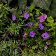 ヒメ日記 2026/04/05 06:00 投稿 斉藤恵 セレブショップ新宿（東京ハレ系）