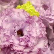 ヒメ日記 2026/04/05 17:02 投稿 斉藤恵 セレブショップ新宿（東京ハレ系）