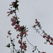 ヒメ日記 2026/04/06 06:00 投稿 斉藤恵 セレブショップ新宿（東京ハレ系）