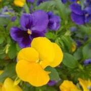 ヒメ日記 2026/04/06 11:26 投稿 斉藤恵 セレブショップ新宿（東京ハレ系）