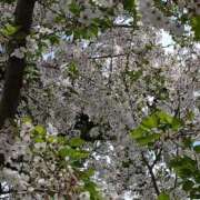 ヒメ日記 2026/04/06 21:06 投稿 斉藤恵 セレブショップ新宿（東京ハレ系）