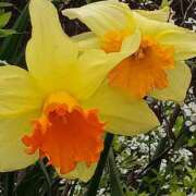 ヒメ日記 2026/04/07 06:00 投稿 斉藤恵 セレブショップ新宿（東京ハレ系）