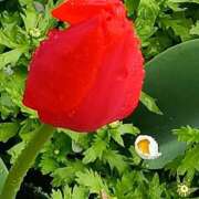 ヒメ日記 2026/04/08 07:16 投稿 斉藤恵 セレブショップ新宿（東京ハレ系）