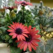 ヒメ日記 2026/04/09 00:30 投稿 斉藤恵 セレブショップ新宿（東京ハレ系）