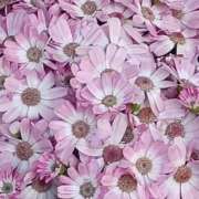 ヒメ日記 2026/04/09 06:00 投稿 斉藤恵 セレブショップ新宿（東京ハレ系）