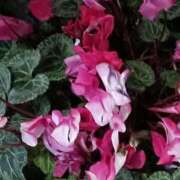 ヒメ日記 2026/04/09 22:31 投稿 斉藤恵 セレブショップ新宿（東京ハレ系）