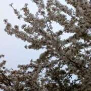 ヒメ日記 2026/04/10 06:00 投稿 斉藤恵 セレブショップ新宿（東京ハレ系）