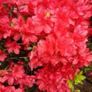 ヒメ日記 2026/04/11 10:15 投稿 斉藤恵 セレブショップ新宿（東京ハレ系）