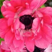 ヒメ日記 2026/04/12 18:26 投稿 斉藤恵 セレブショップ新宿（東京ハレ系）