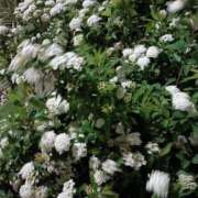 ヒメ日記 2026/04/13 06:00 投稿 斉藤恵 セレブショップ新宿（東京ハレ系）