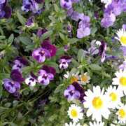 ヒメ日記 2026/04/14 13:04 投稿 斉藤恵 セレブショップ新宿（東京ハレ系）