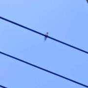 ヒメ日記 2026/04/14 13:15 投稿 斉藤恵 セレブショップ新宿（東京ハレ系）