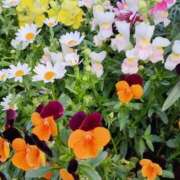 ヒメ日記 2026/04/14 13:45 投稿 斉藤恵 セレブショップ新宿（東京ハレ系）