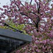 ヒメ日記 2026/04/16 06:00 投稿 斉藤恵 セレブショップ新宿（東京ハレ系）