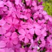 ヒメ日記 2026/04/17 11:00 投稿 斉藤恵 セレブショップ新宿（東京ハレ系）