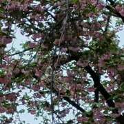 ヒメ日記 2026/04/18 22:33 投稿 斉藤恵 セレブショップ新宿（東京ハレ系）