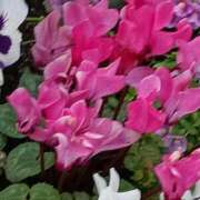 ヒメ日記 2026/04/19 06:00 投稿 斉藤恵 セレブショップ新宿（東京ハレ系）