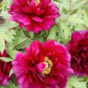 ヒメ日記 2026/04/19 07:15 投稿 斉藤恵 セレブショップ新宿（東京ハレ系）