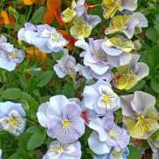 斉藤恵 明日は セレブショップ新宿（東京ハレ系）