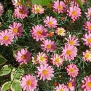 ヒメ日記 2026/04/22 06:00 投稿 斉藤恵 セレブショップ新宿（東京ハレ系）