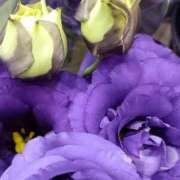 ヒメ日記 2026/04/22 07:15 投稿 斉藤恵 セレブショップ新宿（東京ハレ系）