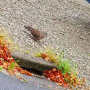 ヒメ日記 2026/04/24 10:43 投稿 斉藤恵 セレブショップ新宿（東京ハレ系）