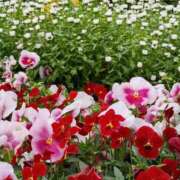 ヒメ日記 2026/04/28 06:00 投稿 斉藤恵 セレブショップ新宿（東京ハレ系）