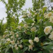 ヒメ日記 2026/04/29 06:43 投稿 斉藤恵 セレブショップ新宿（東京ハレ系）