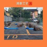 ヒメ日記 2025/09/19 06:23 投稿 このは 熟女の風俗最終章 立川店