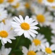 ヒメ日記 2025/05/01 08:17 投稿 れいこ 熟女の風俗最終章 立川店