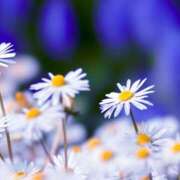 ヒメ日記 2025/05/08 05:53 投稿 れいこ 熟女の風俗最終章 立川店