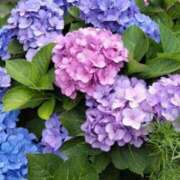 ヒメ日記 2025/07/06 07:03 投稿 れいこ 熟女の風俗最終章 立川店