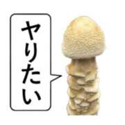 ヒメ日記 2025/08/23 07:13 投稿 れいこ 熟女の風俗最終章 立川店