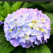 ヒメ日記 2026/06/11 07:33 投稿 れいこ 熟女の風俗最終章 立川店