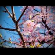 ヒメ日記 2025/03/17 19:08 投稿 果鈴(かりん) 人妻出逢い会 百合の園 山の手本店