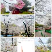 ヒメ日記 2025/04/01 09:18 投稿 果鈴(かりん) 人妻出逢い会 百合の園 山の手本店