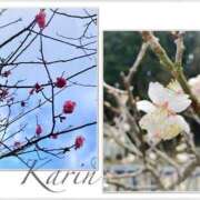 ヒメ日記 2026/04/03 21:01 投稿 果鈴(かりん) 人妻出逢い会 百合の園 山の手本店