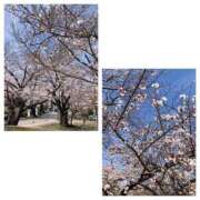 ヒメ日記 2025/03/28 13:08 投稿 島崎(しまざき) 人妻出逢い会 百合の園 山の手本店