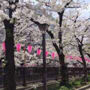 ヒメ日記 2025/03/30 12:08 投稿 島崎(しまざき) 人妻出逢い会 百合の園 山の手本店