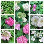 ヒメ日記 2025/05/31 08:47 投稿 島崎(しまざき) 人妻出逢い会 百合の園 山の手本店