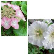 ヒメ日記 2025/06/01 10:37 投稿 島崎(しまざき) 人妻出逢い会 百合の園 山の手本店