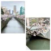 ヒメ日記 2026/04/01 10:29 投稿 島崎(しまざき) 人妻出逢い会 百合の園 山の手本店