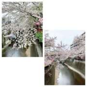 ヒメ日記 2026/04/05 17:17 投稿 島崎(しまざき) 人妻出逢い会 百合の園 山の手本店